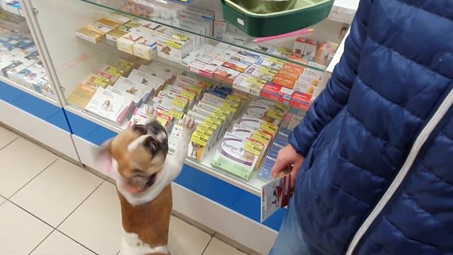 Королева французских бульдогов выбирает новый трон! смотреть онлайн