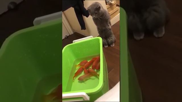 Рыбов хочите? смотреть онлайн