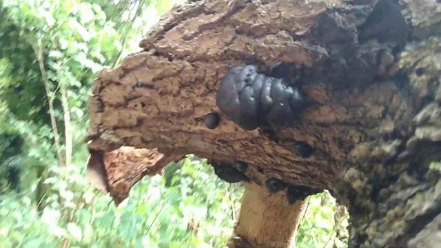 King Alfred's Cake Daldinia concentrica смотреть онлайн