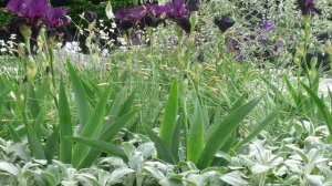 Клумба с ирисами. С какими многолетниками сочетаются ирисы