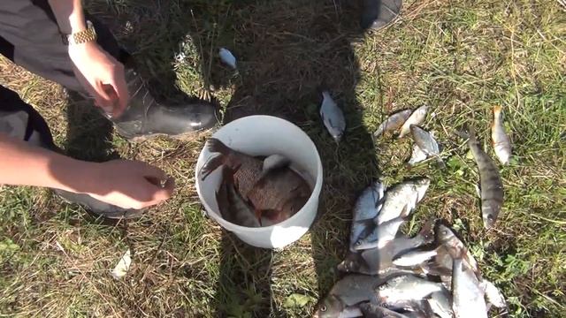 Рыбалка на Ветлуге в конце августа смотреть онлайн