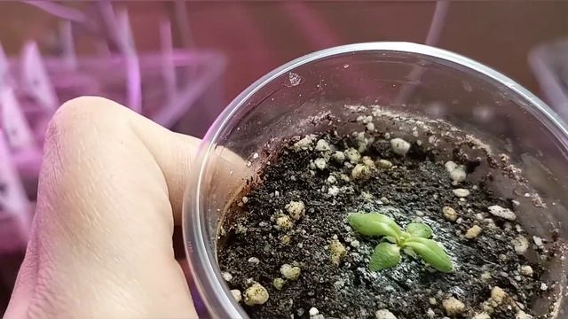 ??Посев переца 2022.Мощная рассада?Более 100 ШТУК?? Обзор моей рассады 24.02.22 смотреть онлайн