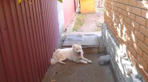 VLOG Отвезли Алису в садик