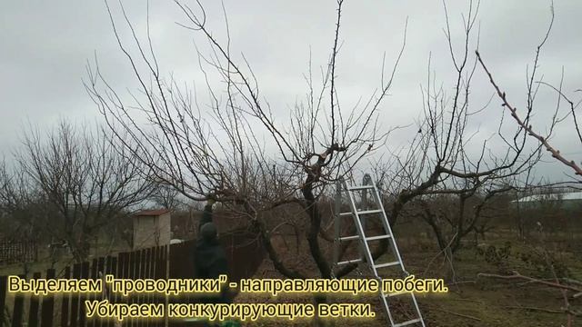 Обрезка абрикоса СТАРОГО, или как обрезать абрикос ЗАПУЩЕННЫЙ ГРАМОТНО . смотреть онлайн