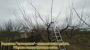 Обрезка абрикоса СТАРОГО, или как обрезать абрикос ЗАПУЩЕННЫЙ ГРАМОТНО .