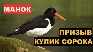 ?ГОЛОС (МАНОК) КУЛИК СОРОКА ПРИЗЫВ