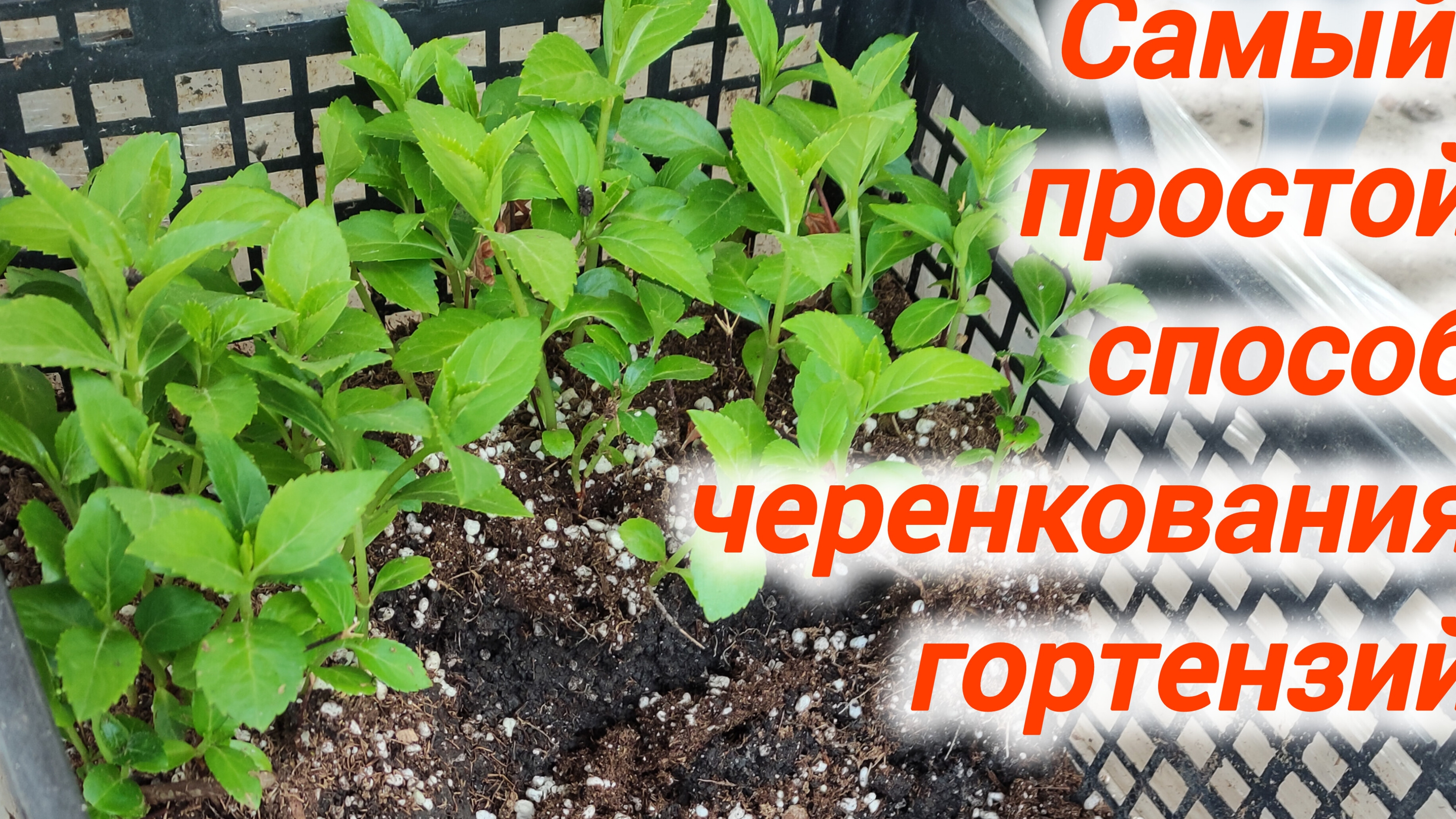 Самый простой и надёжный способ черенкования гортензий смотреть онлайн
