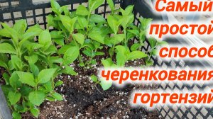Самый простой и надёжный способ черенкования гортензий
