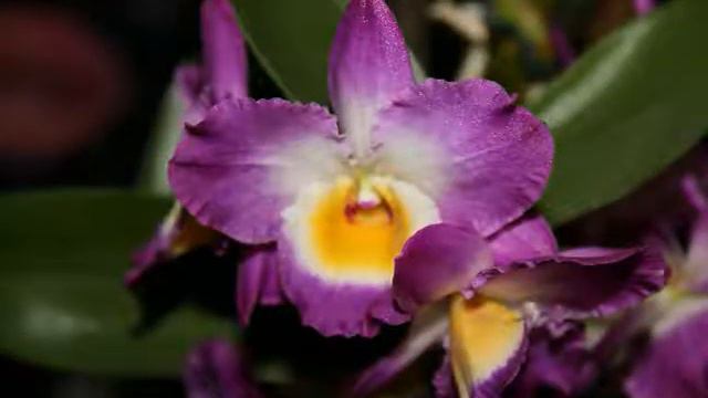 Мои орхидеи. смотреть онлайн