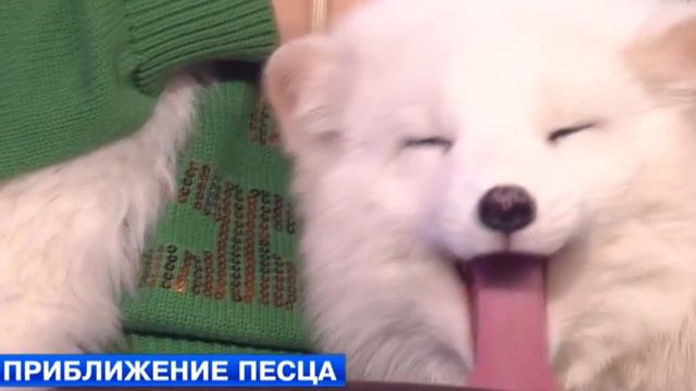 ТОП 7 ★ самых ПУШИСТЫХ животных ★ МИМИМИметр смотреть онлайн