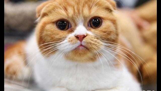 Звук кошки. Звук для кота. Кошка зовет котят. | Sound cat. Voice cat смотреть онлайн