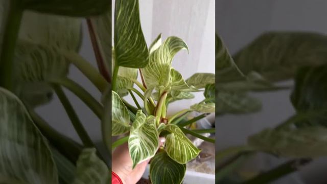 PHILODENDRON  BIRKIN, Silver Queen Grey - пересадка и реанимация