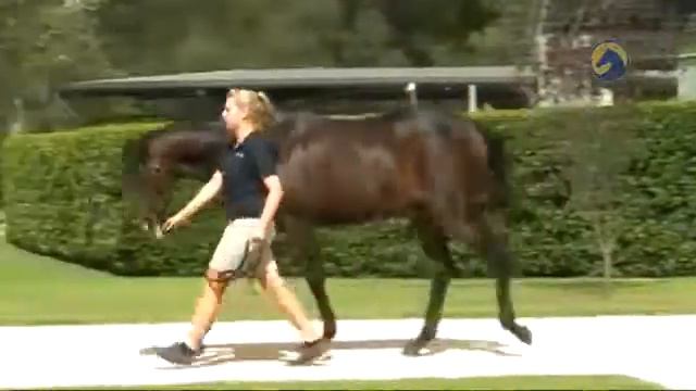 Encosta De Lago x Fusaichi Rose Filly смотреть онлайн