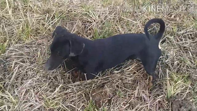 Собака на охоте Такса #охота #dachshund | Собаки Собачий день Собачья жизнь Про собак Собачье видео смотреть онлайн