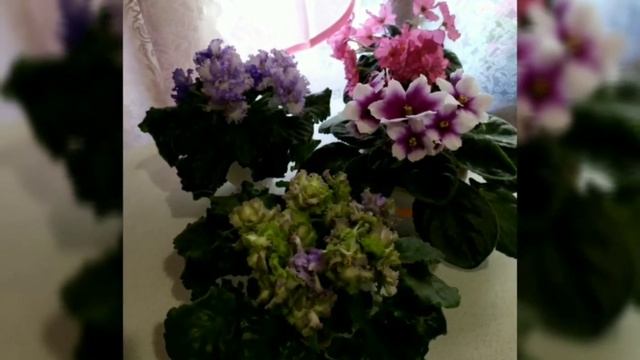 ВНИМАНИЕ!!! КОНКУРС!!! 100 ФОТО ФИАЛОК С НАЗВАНИЯМИ СОРТОВ. смотреть онлайн