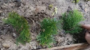 Размножение туи Смарагд в мае