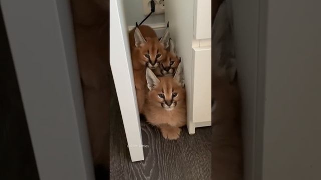 Наш ушастый детский сад?#каракал#caracal#cat#cats смотреть онлайн