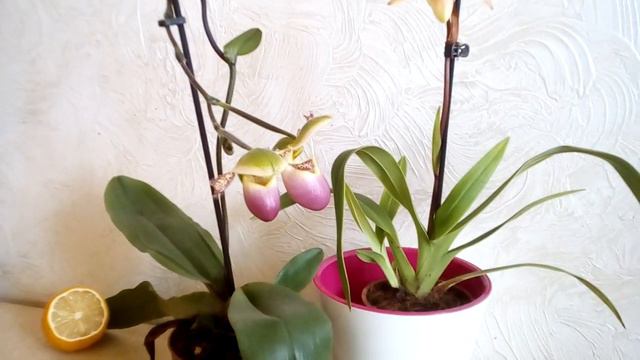 Fragmipedium st. Quen x longifolium цветет! смотреть онлайн