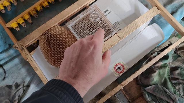ВАЖНО ЗНАТЬ ПЧЕЛОВОДАМ КАК СОХРАНИТЬ ФИНАНСЫ и не выкинуть на ветер 🤝😉✅ смотреть онлайн