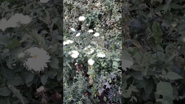 Наш огород наши Астрочки 💋👍 смотреть онлайн