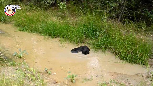 Moscow Extreme Heat in June 2016. How to Survive on #DifferentRussia Channel смотреть онлайн