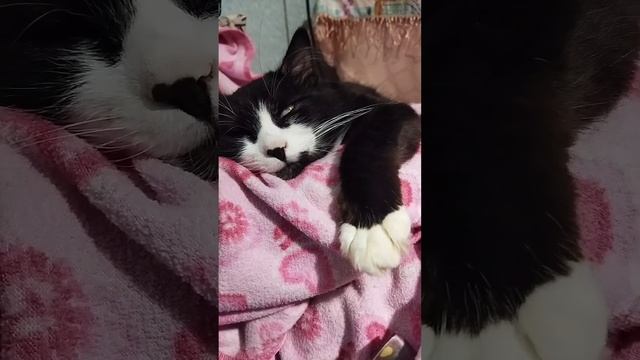 Кот спит с открытыми глазами ??? смотреть онлайн