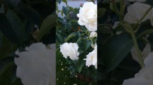 Мое разочарование, роза Чандос Бьюти.