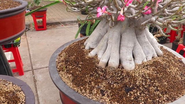 adenium obesum bonsai смотреть онлайн
