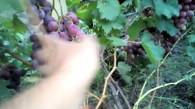 Виноград Низина. смотреть онлайн