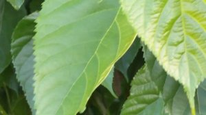 Начала поспевать черная пакистанская длинноплодная  шелковица.