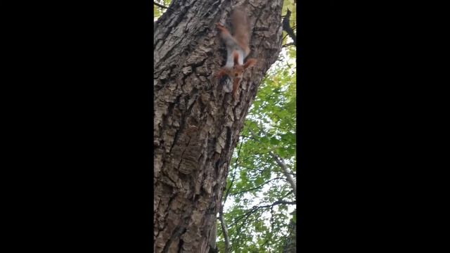 Кисловодск, Есентуки, Пятигорск, Железноводск. #путешествия смотреть онлайн