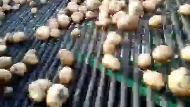 Картофелеуборочный комбайн avr 230 b в работе смотреть онлайн