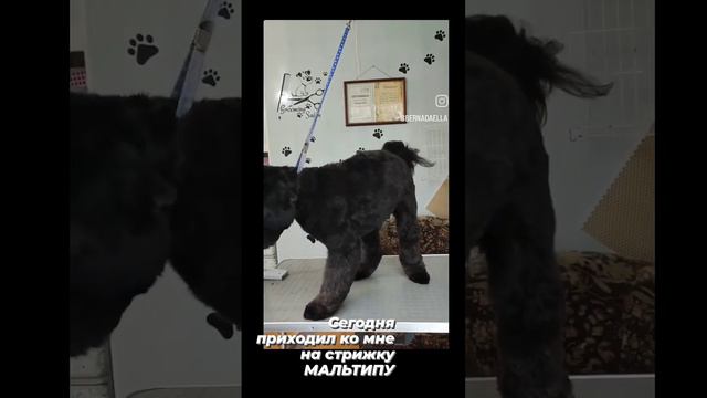 стрижка мальтипу! стрижка собак