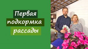 Очень важная, первая подкормка рассады