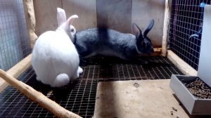 СЛУЧКА БЕЛОГО ВЕЛИКАНА С СОВЕТСКОЙ ШИНШИЛЛОЙ.