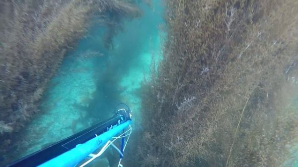 Подводная охота в Англии, 
Looe, Cornwall, England 2023