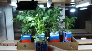 Томатные Гномы Мой опыт выращивания