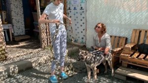 Как поймать бездомную собаку, чтобы не укусила? Удавка из подручных средств Фонд Умка