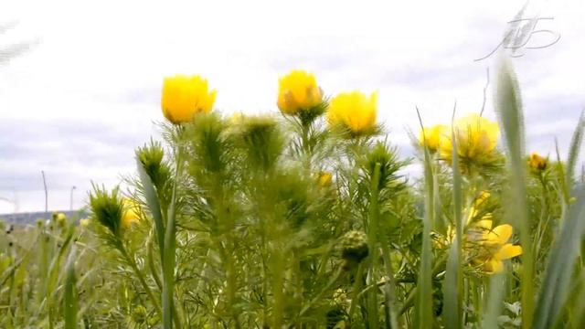 Горицвет-Адонис весенний смотреть онлайн