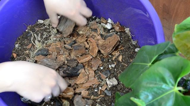 КОРА ДЛЯ ОРХИДЕЙ СВОИМИ РУКАМИ. КАК ПОДГОТОВИТЬ КОРУ ДЛЯ ОРХИДЕЙ В ДОМАШНИХ УСЛОВИЯХ - КИПЯТИТЬ? смотреть онлайн