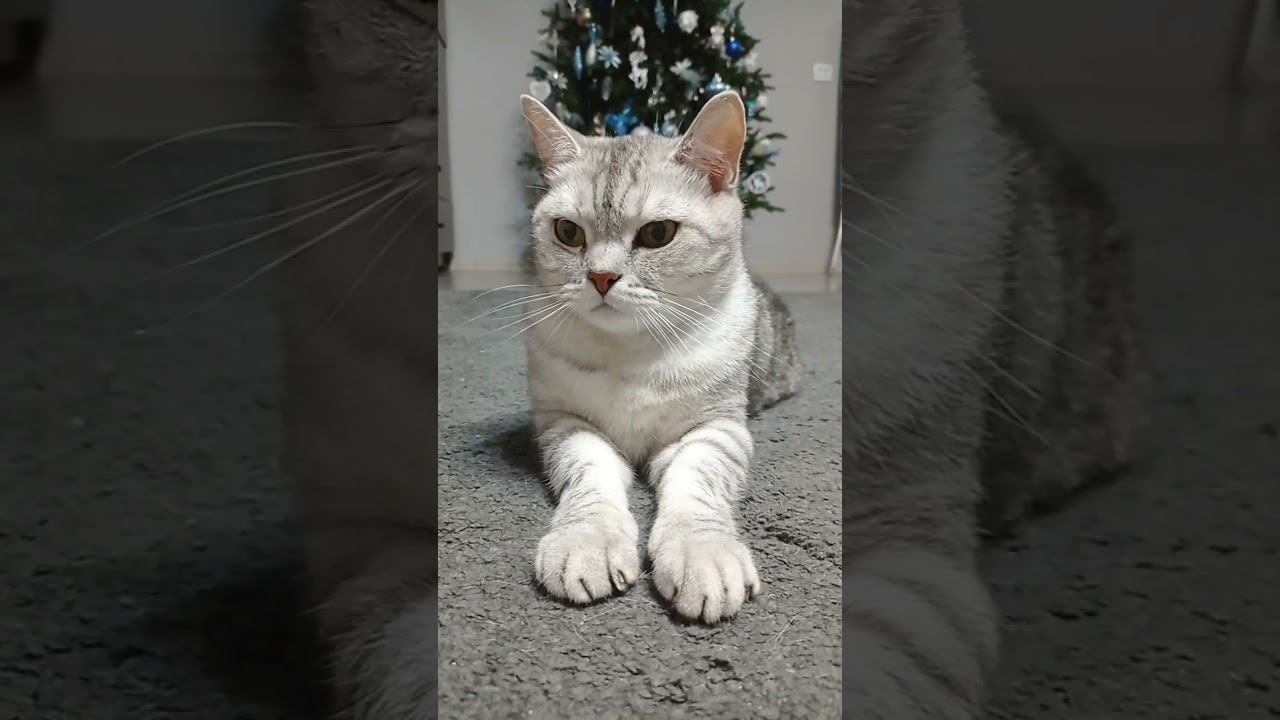 Не пролистывай! #Shorts смотреть онлайн