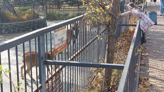 Соня напротив золотого семейства) Тайган смотреть онлайн