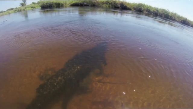 ОГРОМНЫЙ крокодил под лодкой! Ловля на спиннинг))) Fishing, Spinning, Crocodile, Look, Cool, Bigfis