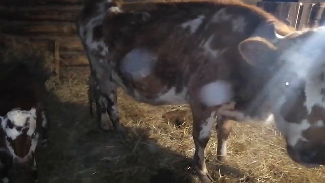 Телёнок-герефорд 1 поколения. смотреть онлайн