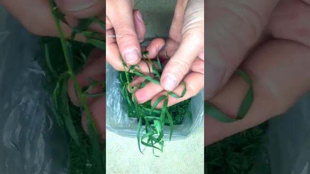 Фотография Портретов