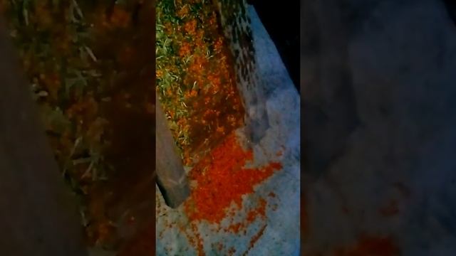 Чистим облепиху, собранную недалеко от дома друзей смотреть онлайн