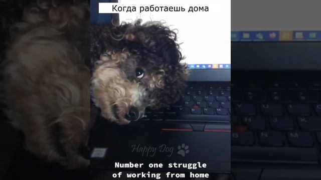 Funny Animals Videos ? - Funniest Cats and Dogs ?? 228 смотреть онлайн