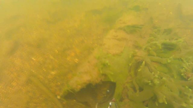 Налим 1,1 кг. Август 2015 смотреть онлайн