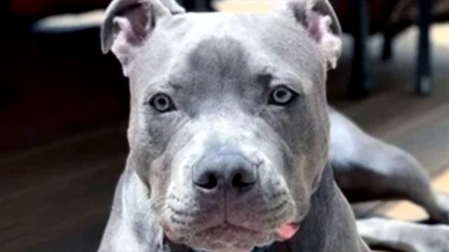 Молодого пса решили отдать на усыпление из за того, что...!