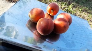 Абрикос Рубиста дегустация.